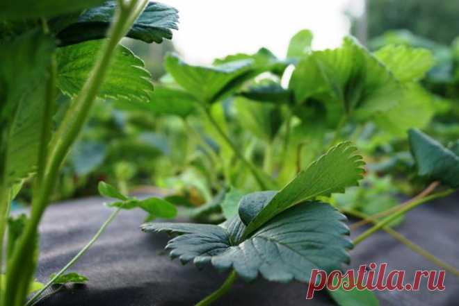 Уход за клубникой в июле и августе после сбора урожая