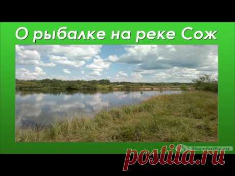 Рыбалка на реке Сож