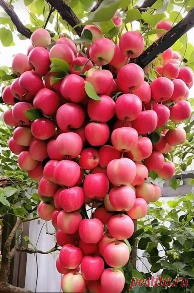 i (720×1084)