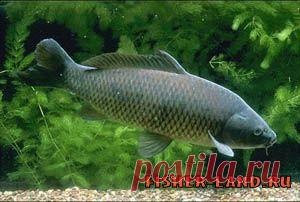 Нужны ли сазану карповые снасти | НА РЫБАЛКУ !!!!