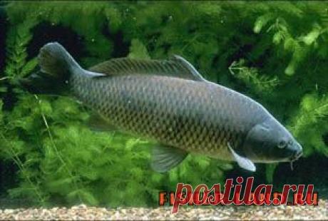 Нужны ли сазану карповые снасти | НА РЫБАЛКУ !!!!