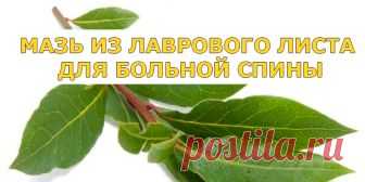 МАЗЬ ИЗ ЛАВРОВОГО ЛИСТА ДЛЯ БОЛЬНОЙ СПИНЫ | Полезные советы