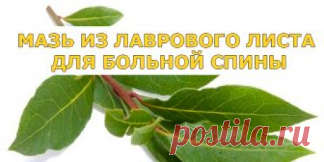 МАЗЬ ИЗ ЛАВРОВОГО ЛИСТА ДЛЯ БОЛЬНОЙ СПИНЫ | Полезные советы