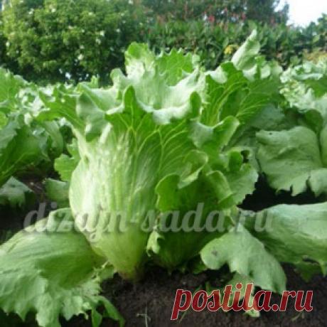 Какие салаты будем сажать