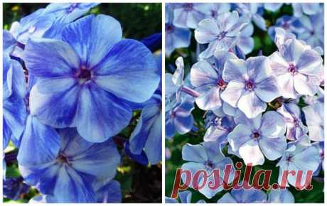Флокс многолетний — популярные сорта и выращивание | Цветы в саду (Усадьба)