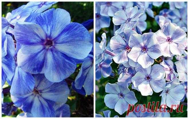 Флокс многолетний — популярные сорта и выращивание | Цветы в саду (Усадьба)