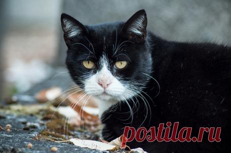 Поминание усопших