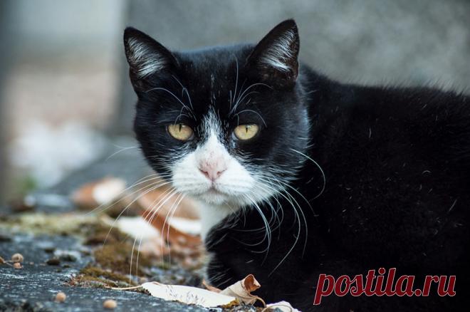 Поминание усопших