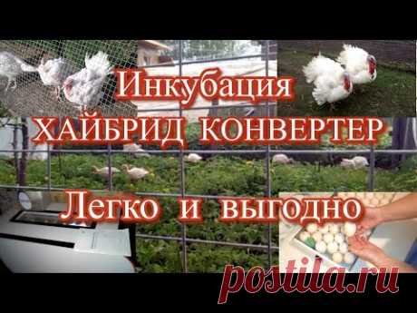 ИНКУБАЦИЯ индюшиных яиц ХАЙБРИД КОНВЕРТЕР в ОВО 78 .  
 Выгодна ли инкубация  индюков Хайбрид Конвертер или биг 6 для разведения и выращивания в домашних условиях, Когда окупится мой инкубатор Ово 78, Зачем мыть яйцо перед закладкой, Если у вас свежее инкубационное яйцо, правильный режим инкубации и инкубатор, инкубация пройдет легко и беспроблемно. Эту инкубацию буду проводить в ОВО-78. Инкубатор неплохой  автоматический  хорошо себя показал при выводе гусей и мулардов.