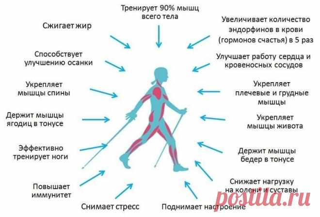СКАНДИНАВСКАЯ ХОДЬБА