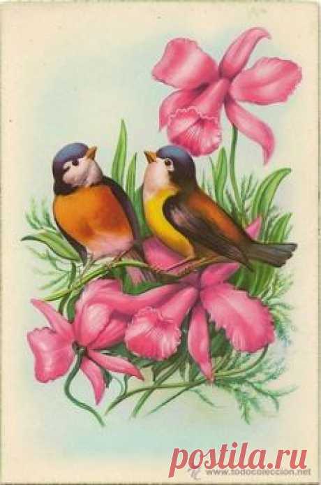 Spring birds