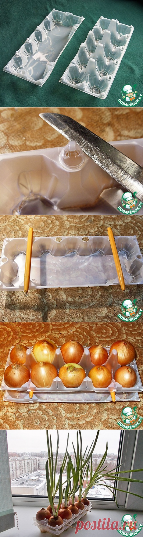 Зелёный лук на подоконнике