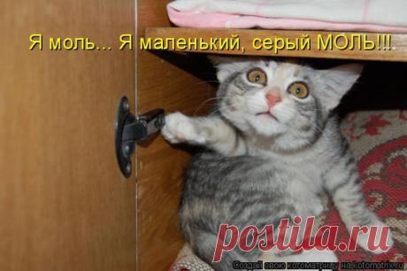 котоматрица: 155 тыс изображений найдено в Яндекс.Картинках