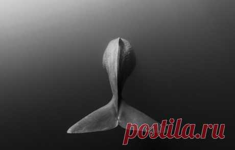 Кашалот, машет на прощание хвостом.