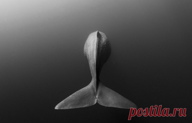 Кашалот, машет на прощание хвостом.