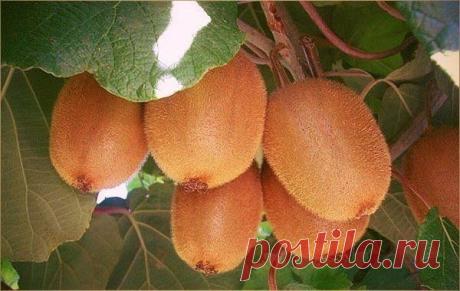 Выращиваем КИВИ дома!