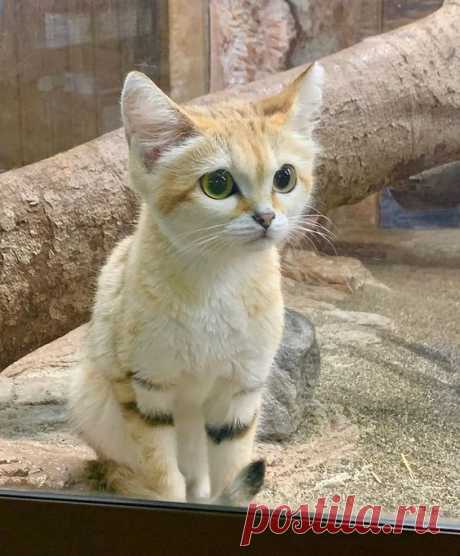 Sandcat
