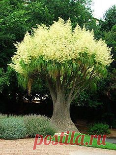 Magestic Trees