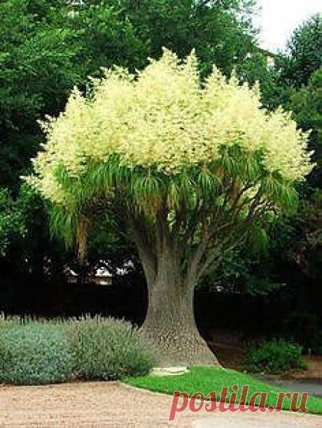 Magestic Trees
