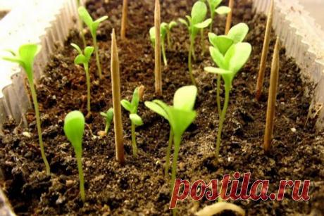 Огороднику на заметку — Сад Заготовка