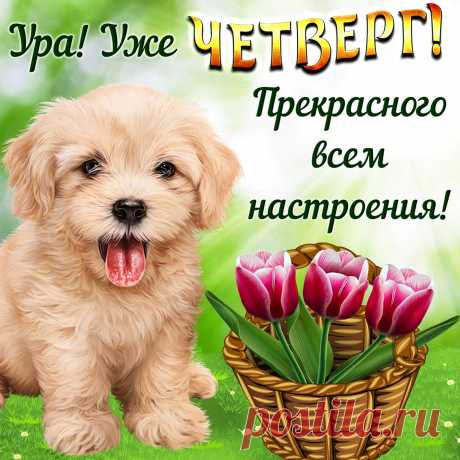 С четвергом я поздравляю,
До конца совсем чуть-чуть,
Ведь два дня еще осталось
До субботы протянуть.