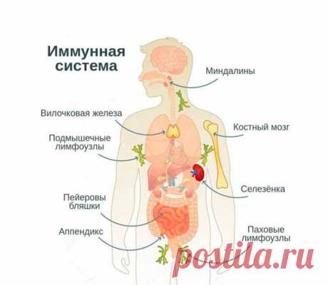 Народные средства для повышения иммунитета