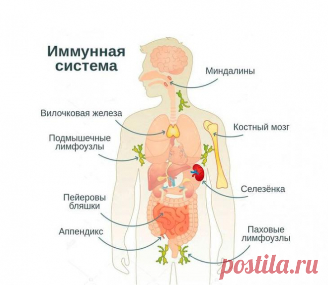 Народные средства для повышения иммунитета