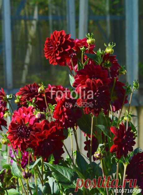"Яркие красные георгины в саду." Stok Görseller ve Telifsiz görseller Fotolia.com 'da - Fotoğraf 105716905 Яркие красные георгины в саду. tarafından oluşturulmuş "Рolya" Telifsiz fotoğrafını en uygun fiyatta Fotolia.com 'dan indirin. Pazarlama projelerinize mükemmel stok fotoğrafı bulmak için, en ucuz online görsel bankasına göz atın!