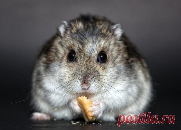 Останки полутораметровых крыс нашли в Бразилии: гигантские грызуны были предками шиншилл