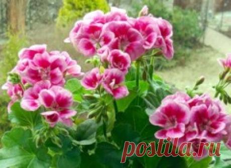 Пеларгония (герань) зональная | Растим растения!