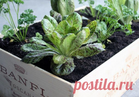 Советы для садоводов