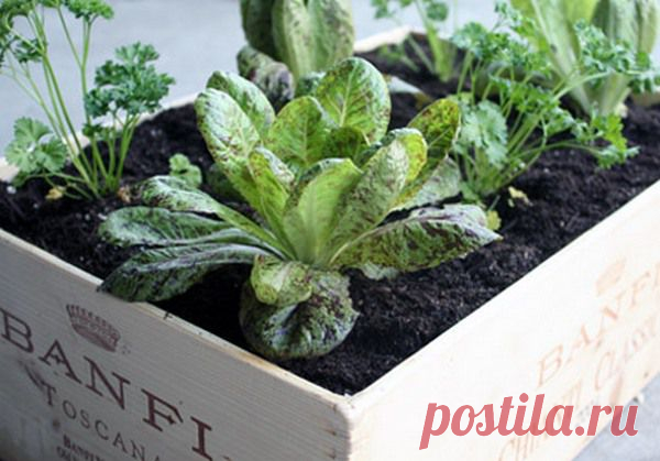 Советы для садоводов