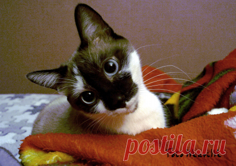 мой котяра