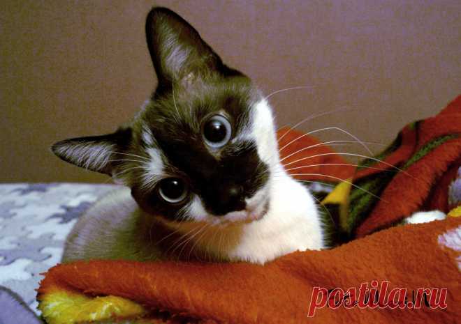 мой котяра