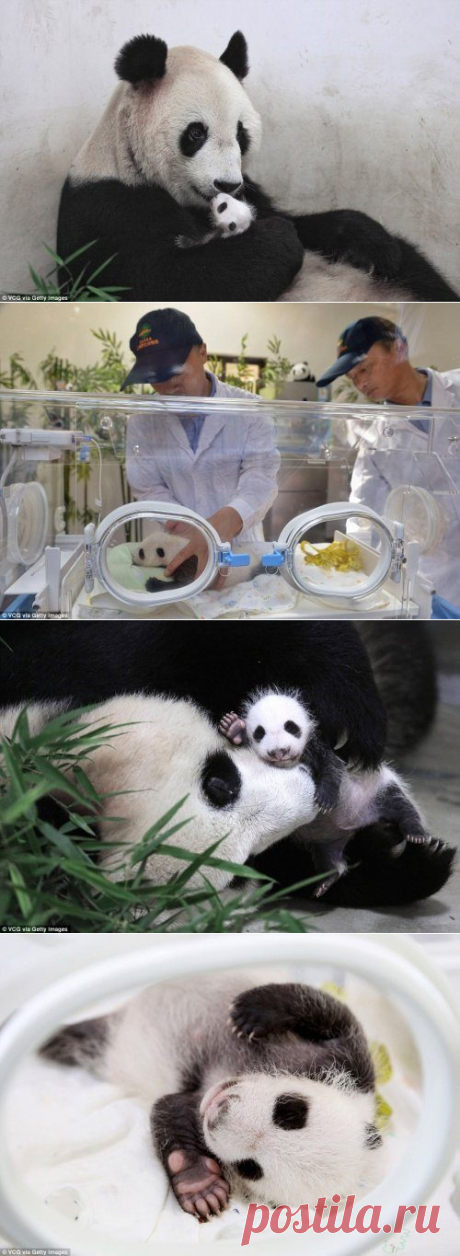 В зоопарке Шанхая родила большая панда / Питомцы