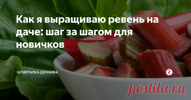 Как я выращиваю ревень на даче: шаг за шагом для новичков Ревень  выращивать  можно на одном месте 10-15 лет. Для этого нужно выбирать для ревеня отдельный участок с глубоким залеганием грунтовых вод, чтобы он был вне севооборота. Поверхность нужно сделать ровной, чтобы не застаивалась вода. Неплохо, если участок будет иметь склон на юг.
Выращивание ревеня
Подготовку почвы начинают ранней осенью или весной. Осенью вносят навоз или торф(10 кг/м2), суперфо
