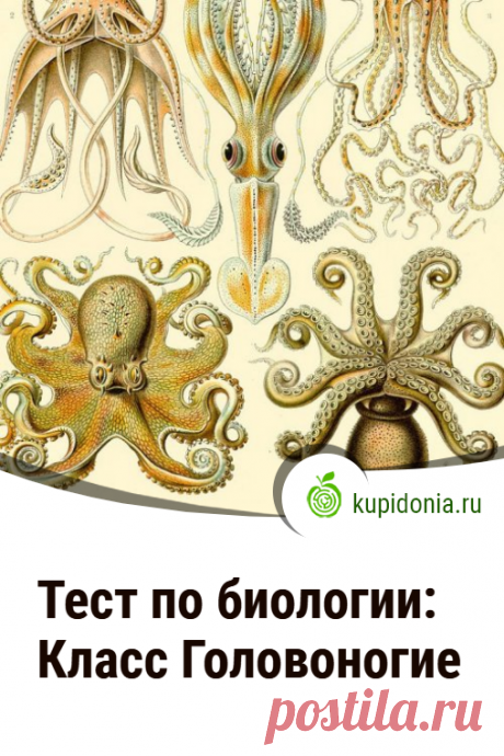 Тест по биологии: Класс Головоногие. Тест по биологии по теме «Класс Головоногие». Школьная программа. Проверь свои знания!
