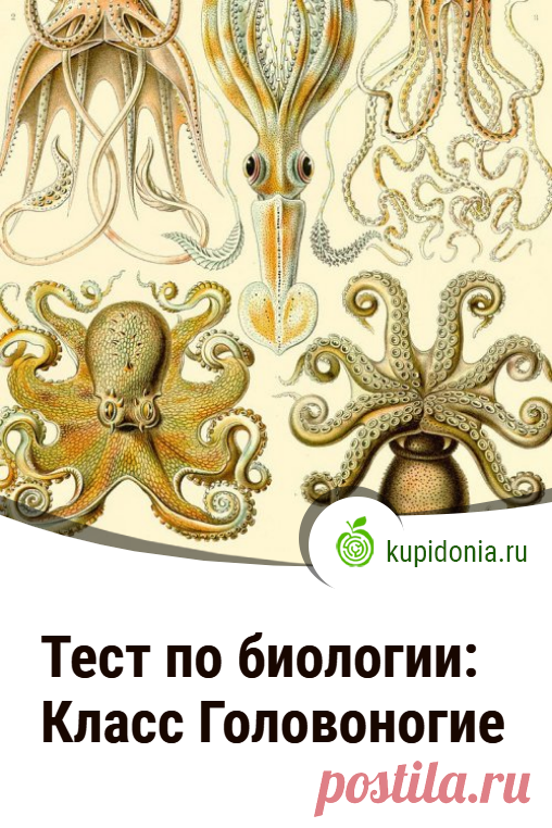Тест по биологии: Класс Головоногие. Тест по биологии по теме «Класс Головоногие». Школьная программа. Проверь свои знания!