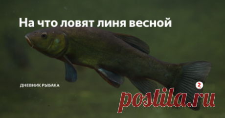 На что ловят линя весной Весенняя рыбалка заставляет рыболовов-любителей ужения линя постепенно уходить от зимних предпочтений наживок. И это связано, прежде всего, с появлением молодых побегов водных растений, которые приходятся по вкусу рыбе. В свой рацион линь включает не любую растительность, а увлекается поеданием строго определенных видов. Так на что в весеннее время можно ловить линя? Чем заинтересовать голодную ры