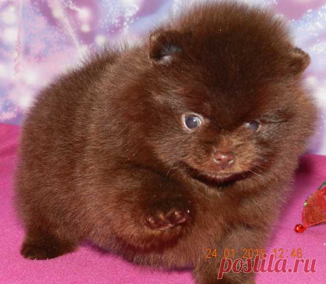 шоколадный мальчик NUPPY TRICKSY BABY