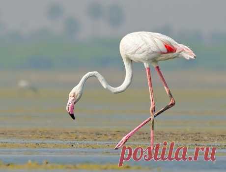 фламинго