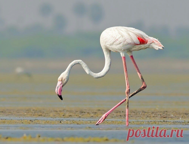 фламинго