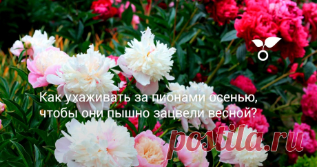 Чтобы каждый год пионы радовали пышным цветением, я начинаю с конца лета подготавливать растения к зимовке. Своими секретами ухода за пионами осенью поделюсь в статье.