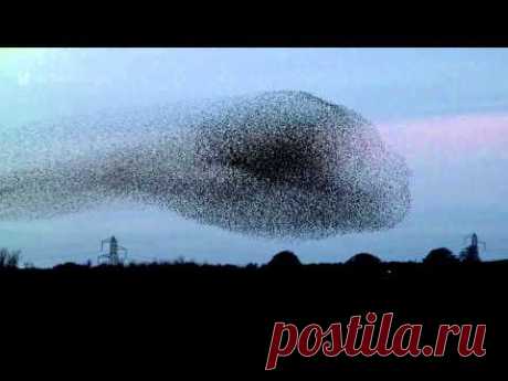 Gretna Green Starling Murmurations - YouTube