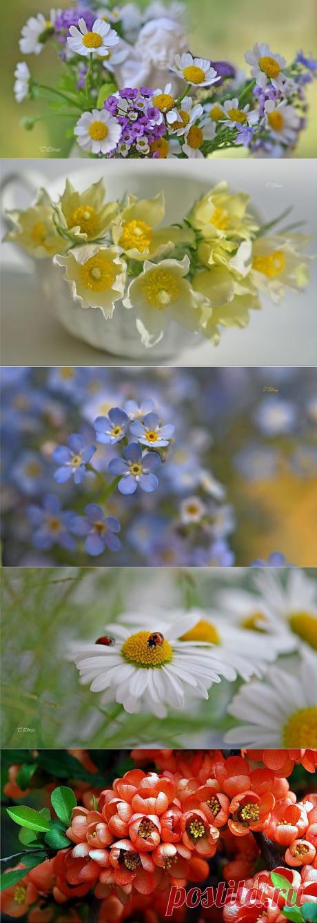 Нежные цветы в фото натюрмортах Татьяны Образ | Newpix.ru - позитивный интернет-журнал