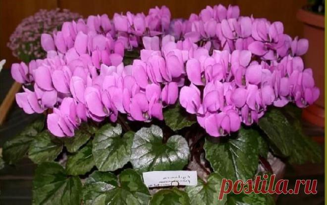 Пышная листва и бурное цветение - обеспечены - Эфария Пышная листва и бурное цветение — обеспечены, если полить растения этой простой подкормкой! ИНГРЕДИЕНТЫ: ● 10 г пресованных дрожжей ● 1 ст. л. сахара ● 1 л теплой воды ПРИГОТОВЛЕНИЕ И ПРИМЕНЕНИЕ 1. Раствори дрожжи в воде, добавь сахар и размешай. Дай настояться минимум 2 часа. 2. Приготовленный питательный раствор разбавь с водой 1 :