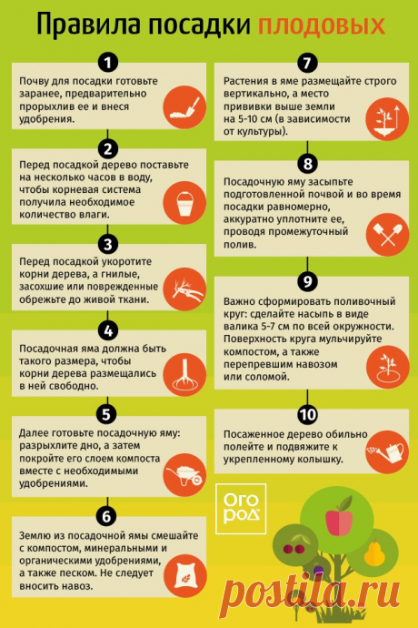 Правила посадки плодовых