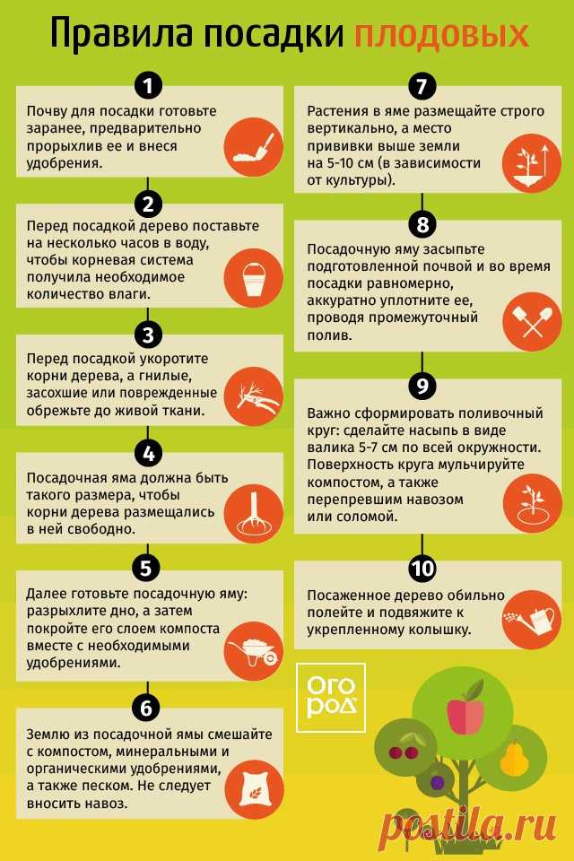 Правила посадки плодовых