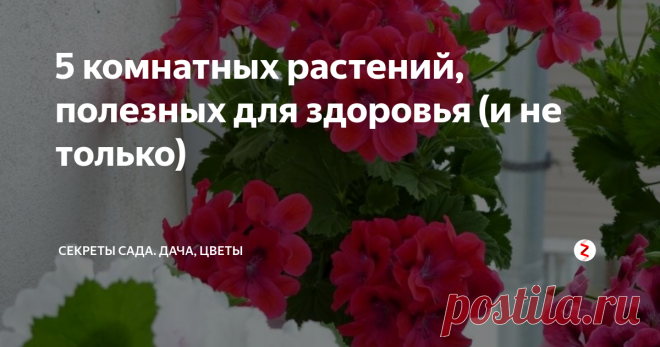 5 комнатных растений, полезных для здоровья (и не только) Кто-то любит компактные комнатные растения, кому-то по душе больше разлогие, ветвистые, вьющиеся, украшающие интерьер пышным и частым цветением. А ведь среди обитателей домашнего цветника есть те, что не просто красуются своей презентабельностью и экстравагантностью, а полезные, улучшающие и атмосферу в доме, и здоровье своего хозяина: растения лекари и санитары.
Герань (по-научному - зональная пе