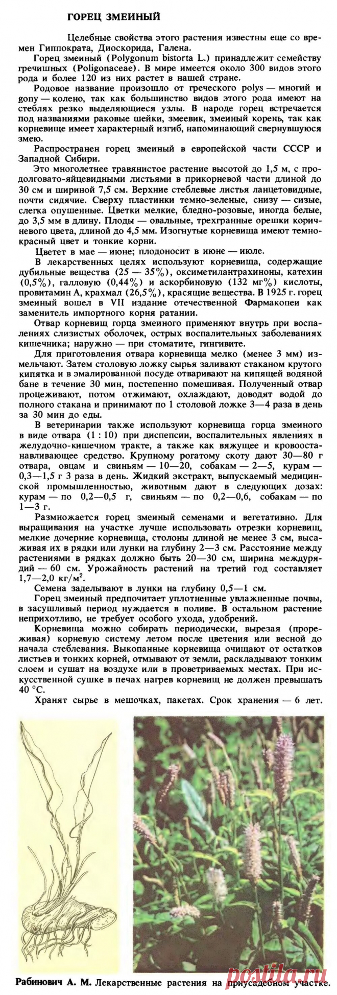 Горец змеиный